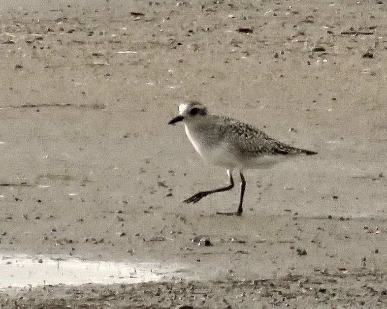 grey plover